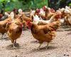 Monday 20 June 2022 01:46 AM How fowl! Bird flu rise is blamed on trend for keeping chickens in gardens trends now
