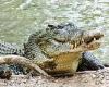 Thursday 23 June 2022 07:14 PM Could CROCODILES hold secret to humans living until they're 150? trends now