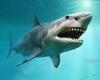 Thursday 23 June 2022 02:26 PM Megalodon was higher up the food chain than any other marine animal, study says trends now