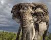 Tuesday 28 June 2022 10:45 AM Incredible pictures show heavily protected 50-year-old elephant with giant ... trends now