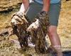 Tuesday 28 June 2022 05:57 PM Invasion of the 'rock snot': Gooey algae that suffocates organisms are ... trends now