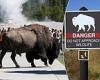 Friday 1 July 2022 06:51 AM ANOTHER person is gored by a bison in Yellowstone: 71-year-old is third to be ... trends now