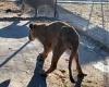 Tuesday 5 July 2022 09:06 PM Horrifying footage shows emaciated lions at Mexican zoo with big cats 'gnawing ... trends now