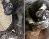 Wednesday 6 July 2022 04:45 PM Is this the world's oldest spider monkey? Animal named Elvis turns 60 years old ... trends now
