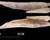 Wednesday 6 July 2022 01:54 PM Was Stone Age man a CANNIBAL? Pendants carved from human BONE are discovered in ... trends now
