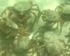 Friday 5 August 2022 06:31 PM Now CRABS swarm the beaches: THOUSANDS of spider crabs appear on Cornish coast trends now