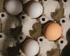 Where have all the eggs gone? The reasons for Australia's egg shortage