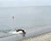Wednesday 10 August 2022 09:13 PM VIDEO: Boar emerges from the sea at Costa del Sol beach trends now