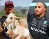sport news Lewis Hamilton enjoys a break from Formula 1 in beautiful Rwanda two weeks from ... trends now