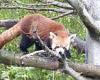 Sunday 14 August 2022 11:28 AM Red panda shot out of tree with tranquilliser after escaping Adelaide Zoo trends now