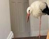 Sunday 14 August 2022 09:49 AM Family keeping door open in the heat are stunned when STORK wanders into their ... trends now