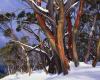 Facing a trifecta of threats, our rainbow-hued gnarly snow gums may not be ...