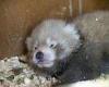 Tuesday 16 August 2022 09:40 AM Endangered red panda gives birth to cub at UK wildlife park just months after ... trends now