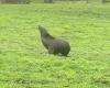 Thursday 18 August 2022 09:40 AM Seal found in a Victorian cattle farmer's paddock is euthanised: Australia trends now