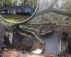 Sunday 4 September 2022 06:31 PM Zillow lists Mississippi property for sale with giant, fallen tree on roof as ... trends now
