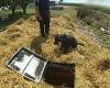 Tuesday 6 September 2022 05:38 PM Police dog finds secret bunker on a sugar cane farm in Queensland amid ... trends now