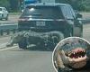 Thursday 8 September 2022 01:17 AM Hilarious moment SUV spotted on Florida highway with a MONSTER 11-foot gator ... trends now