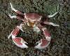 Will we all end up looking like crabs? Many crustaceans already do