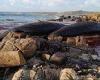 Wednesday 21 September 2022 02:59 AM Whale stranding in Tasmania as hundreds wash up on beach trends now