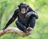 Tuesday 27 September 2022 01:38 AM Man vs Chimp: One in 10 Britons think they could win a fight with a primate, ... trends now