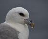 Tuesday 27 September 2022 04:47 PM Seabird born in 1975 is rediscovered on a Scottish island trends now