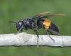 Wednesday 28 September 2022 08:32 PM Now brace for return of Asian hornets! Warning issued after invasive insects ... trends now