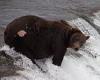 Tuesday 4 October 2022 07:30 PM Fat Bear Week arrives as the biggest brown bears in Alaska's Katmai National ... trends now