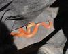 Tuesday 4 October 2022 02:51 AM Aussie snake catcher captures rare ORANGE eastern brown snake in Bundaberg, ... trends now