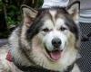 Friday 14 October 2022 07:58 PM Meet Britain's bravest dog: Strom an Alaskan Malamute chases burglars to ... trends now