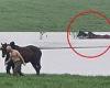 Friday 14 October 2022 07:31 AM Rescuers desperately trying to save horses trapped in floods near Melbourne trends now