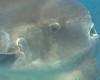 Wednesday 2 November 2022 01:52 AM Divers encounter pair of giant sunfish off the coast of Sydney's Northern ... trends now