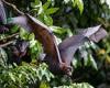 Wednesday 16 November 2022 06:05 PM Climate change is 'driving the spillover of pathogens from bats', study says trends now