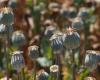 There is a nationwide recall of toxic poppy seeds. What is thebaine? And how do ...