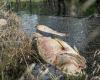 Native fish suffocating as parts of Murray-Darling Basin turn toxic from ...