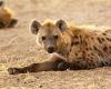 Friday 25 November 2022 02:20 AM Hyena plight is no laughing matter as study shows they are vanishing from ... trends now