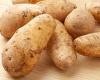 Monday 28 November 2022 09:32 AM A mash made in heaven! POTATOES can help you lose weight, scientists say trends now