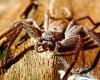 Monday 28 November 2022 12:05 AM Huntsman spider influx, Queensland: Residents warned they'll be 'bigger' than ... trends now