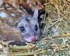 Tuesday 29 November 2022 03:48 AM Endangered western quolls released into Australian bush to save the species ... trends now