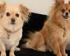 Two Pomeranians in the care of a pet-sitter mauled to death in a backyard in ... trends now