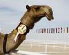 Forget the football...Qatar is also hosting the 'camel BEAUTY World Cup'! trends now