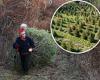 Christmas trees are set to cost 20 percent more in the US because of the ... trends now