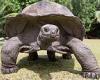 World's oldest tortoise, Jonathan, turns 190 years old on St Helena island trends now