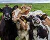 Could this wearable for COWS improve the world's food systems? New device ... trends now