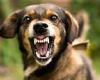 Greenbank Queensland: Man mauled in attack by 'multiple' dogs is left fighting ... trends now