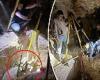 Nevada law enforcement officials rescue stranded donkey from a mining hole in ... trends now