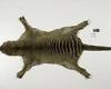 Thylacine: Remains of last known Tasmanian tiger are found in Tasmanian museum ... trends now