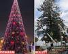 Port Macquarie Christmas tree lights roasted as 'worst in history' after rain, ... trends now