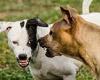 Humans are poor at predicting when dogs are about to get aggressive, study ... trends now