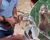 Knife-wielding monkey that terrorized neighborhood in Brazil is feared to be ... trends now