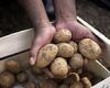 POTATOES could hold the cure for cancer trends now